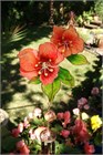 Two Flowers Wind Chime, peach